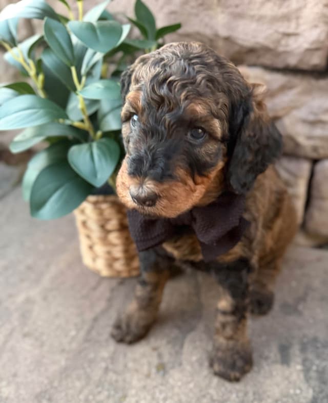 Poodle Puppies media 4