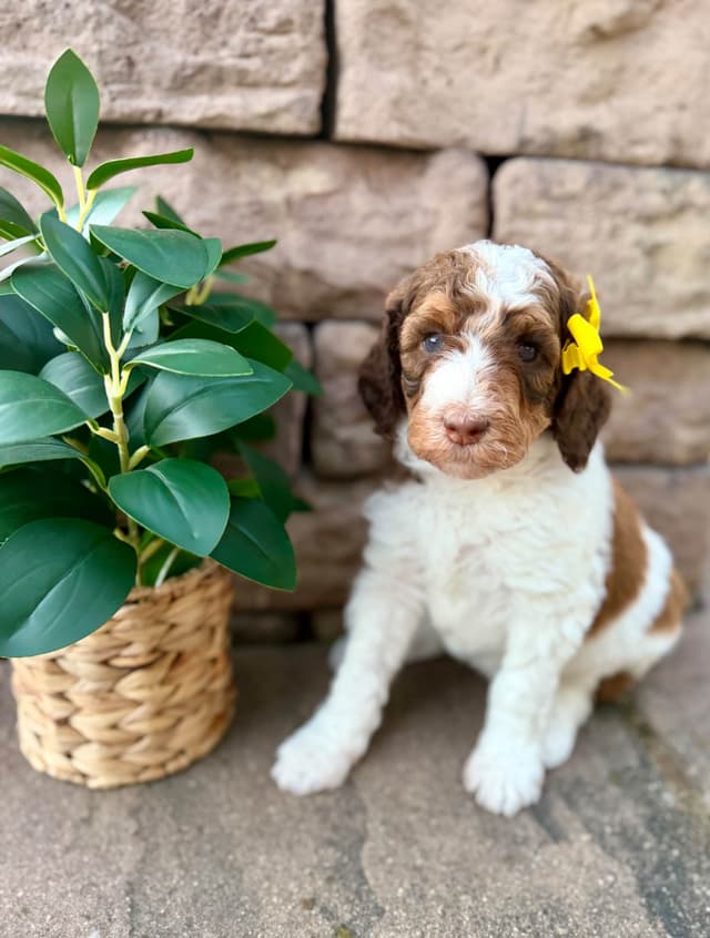 Poodle Puppies media 5