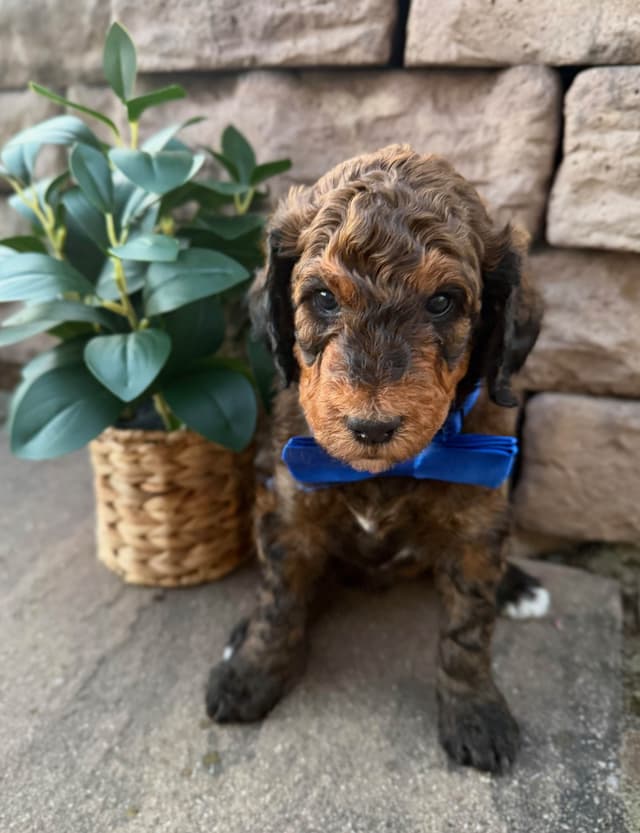 Poodle Puppies media 6