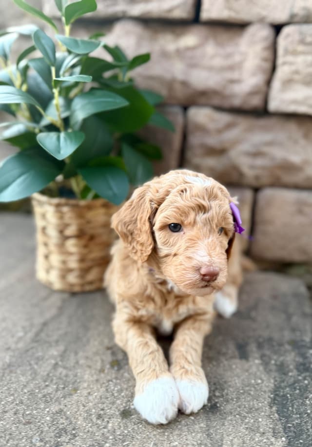 Poodle Puppies media 8