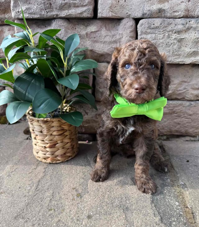 Poodle Puppies media 9