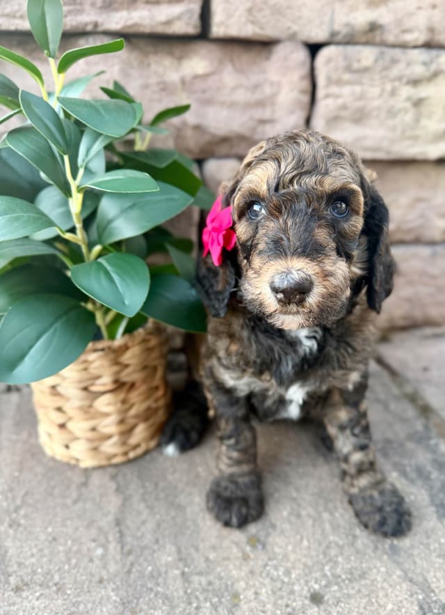 Poodle Puppies media 10