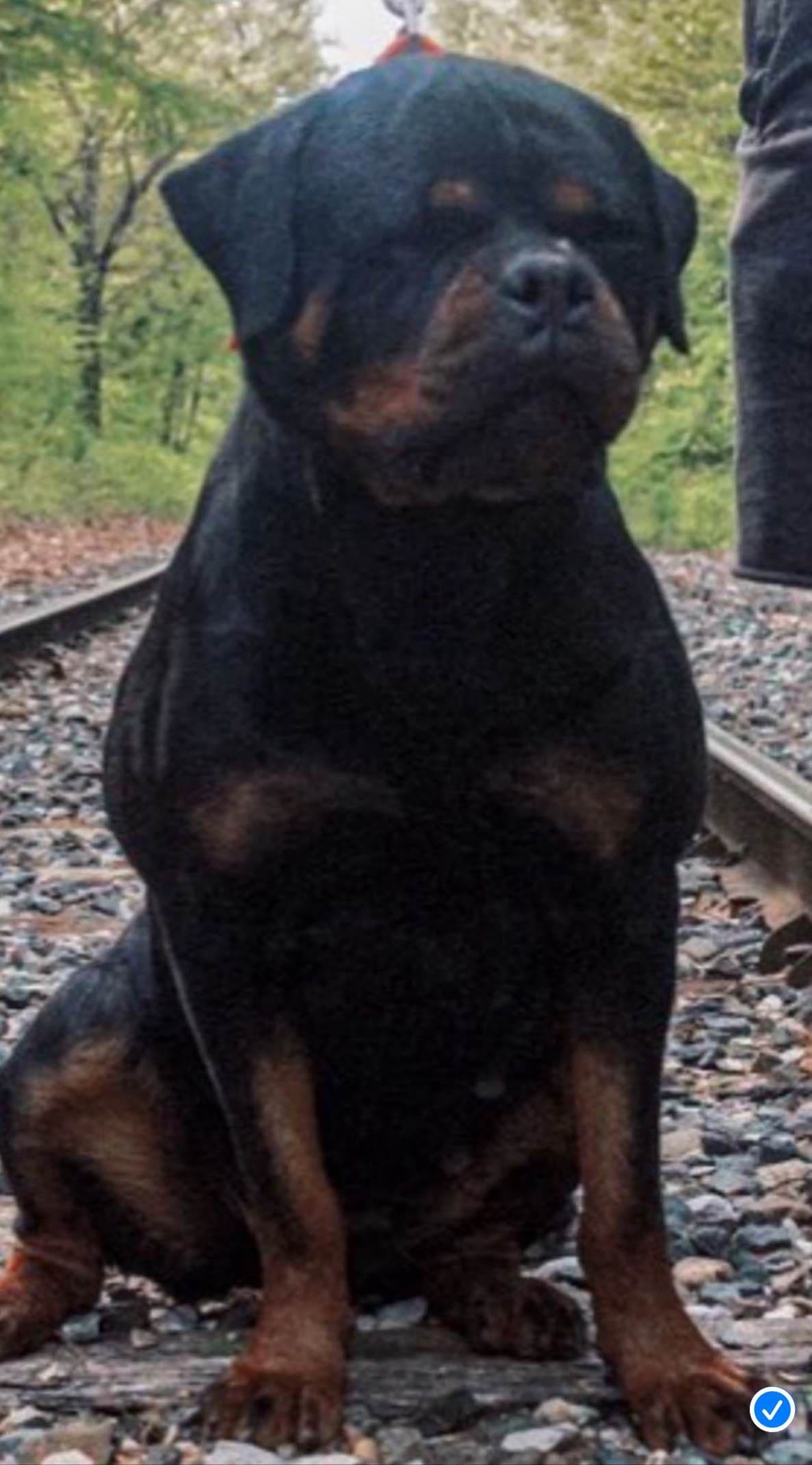 Rottweiler Puppies for sale breeder image 1
