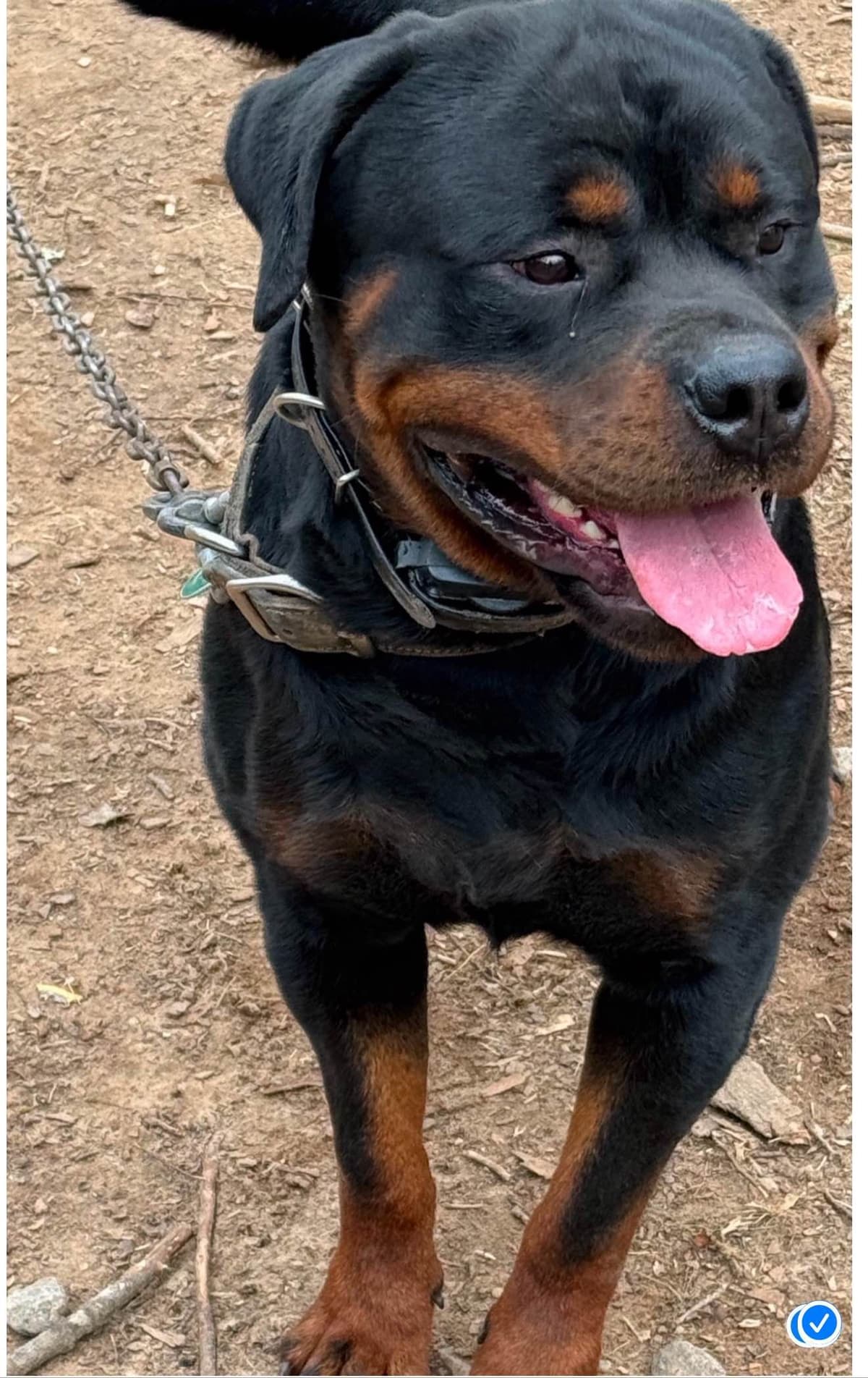 Rottweiler Puppies for sale breeder image 2