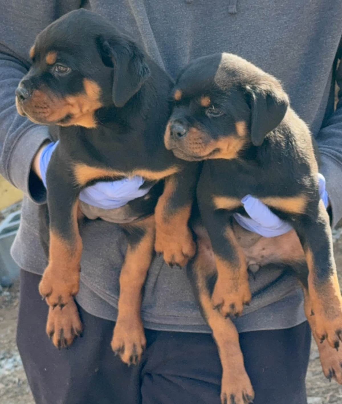 Rottweiler Puppies for sale breeder image 3