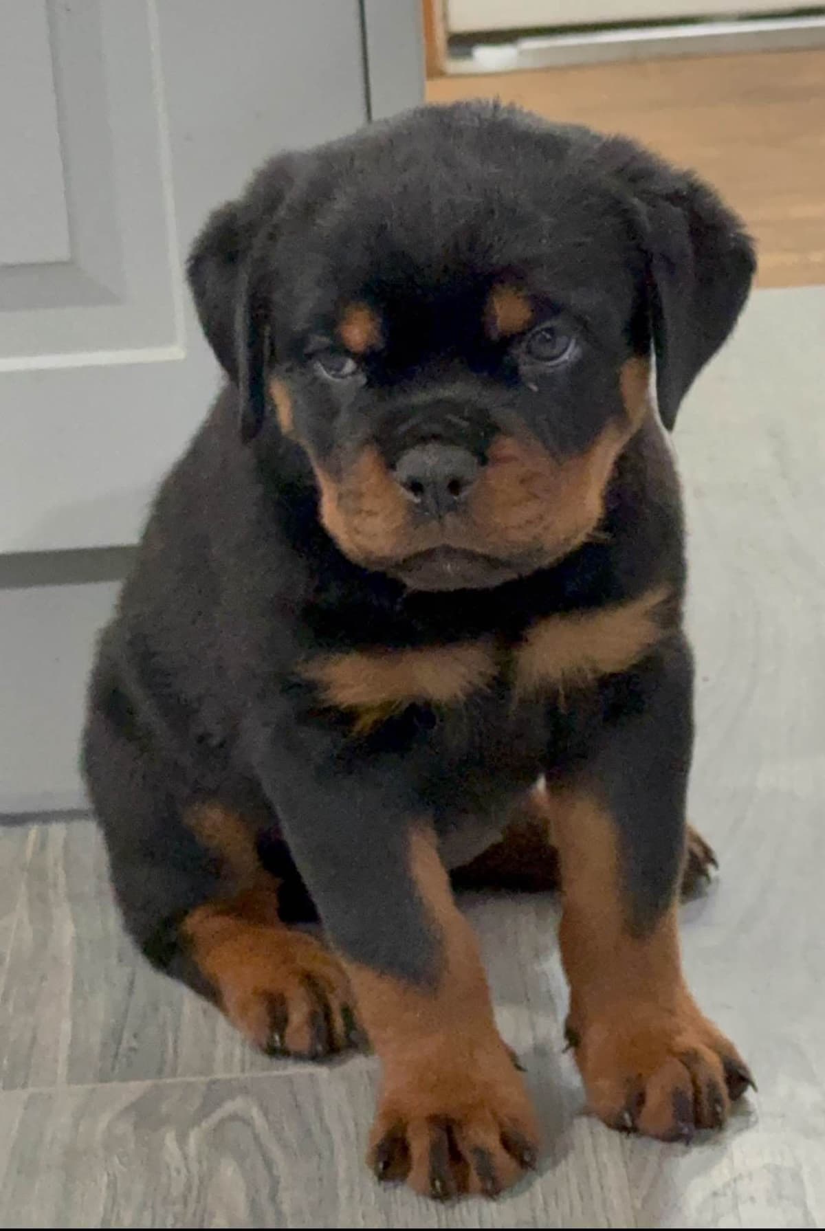 Rottweiler Puppies for sale breeder image 4