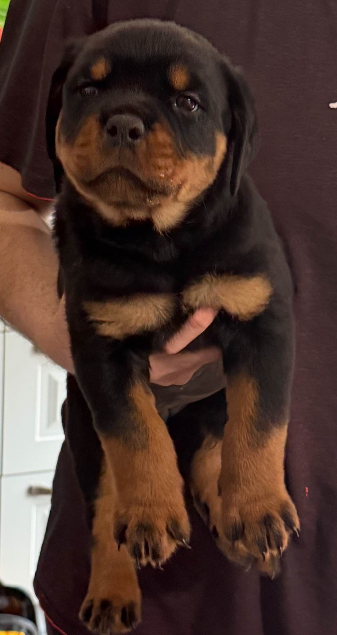 Rottweiler Puppies for sale breeder image 5