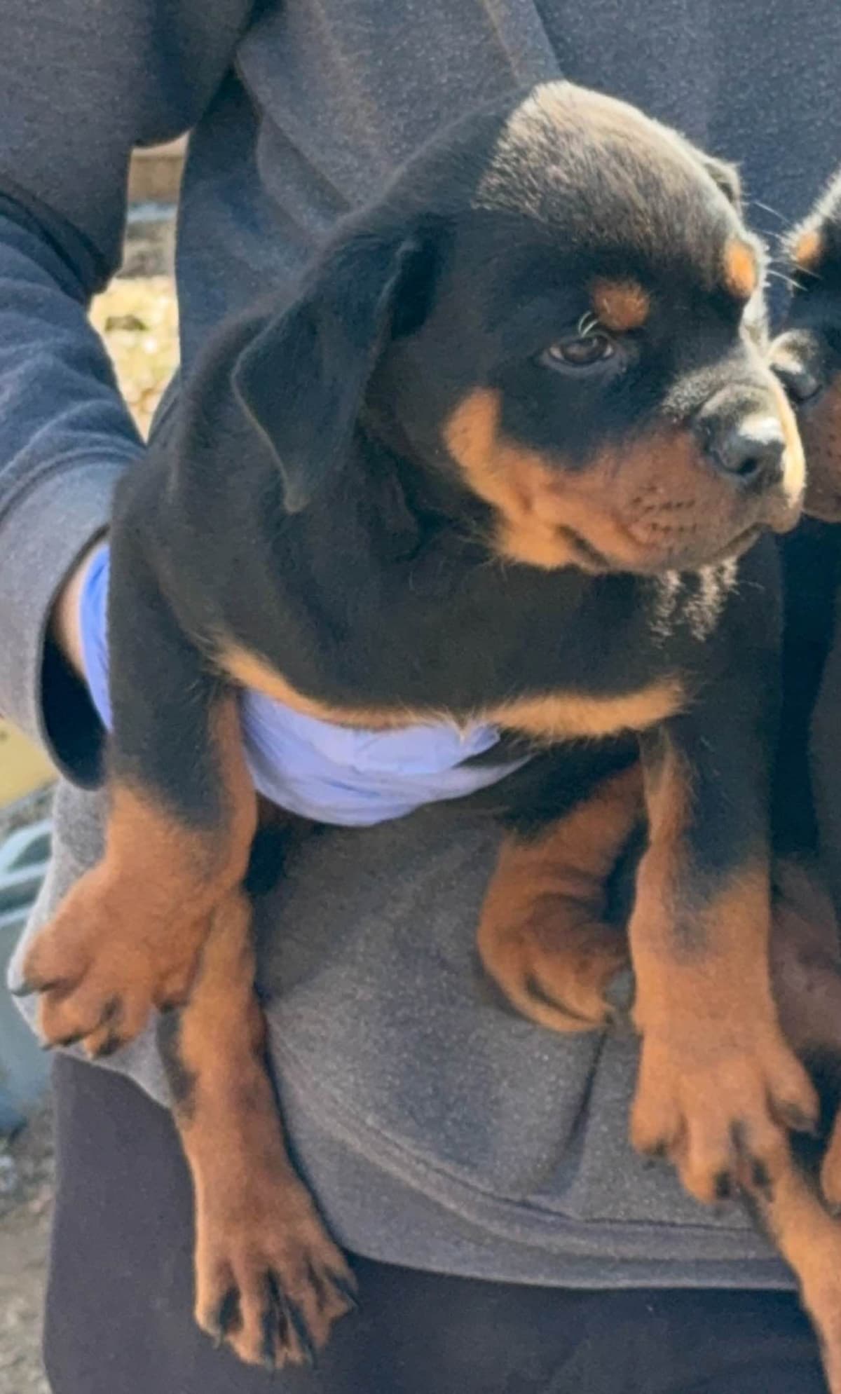 Rottweiler Puppies for sale breeder image 7