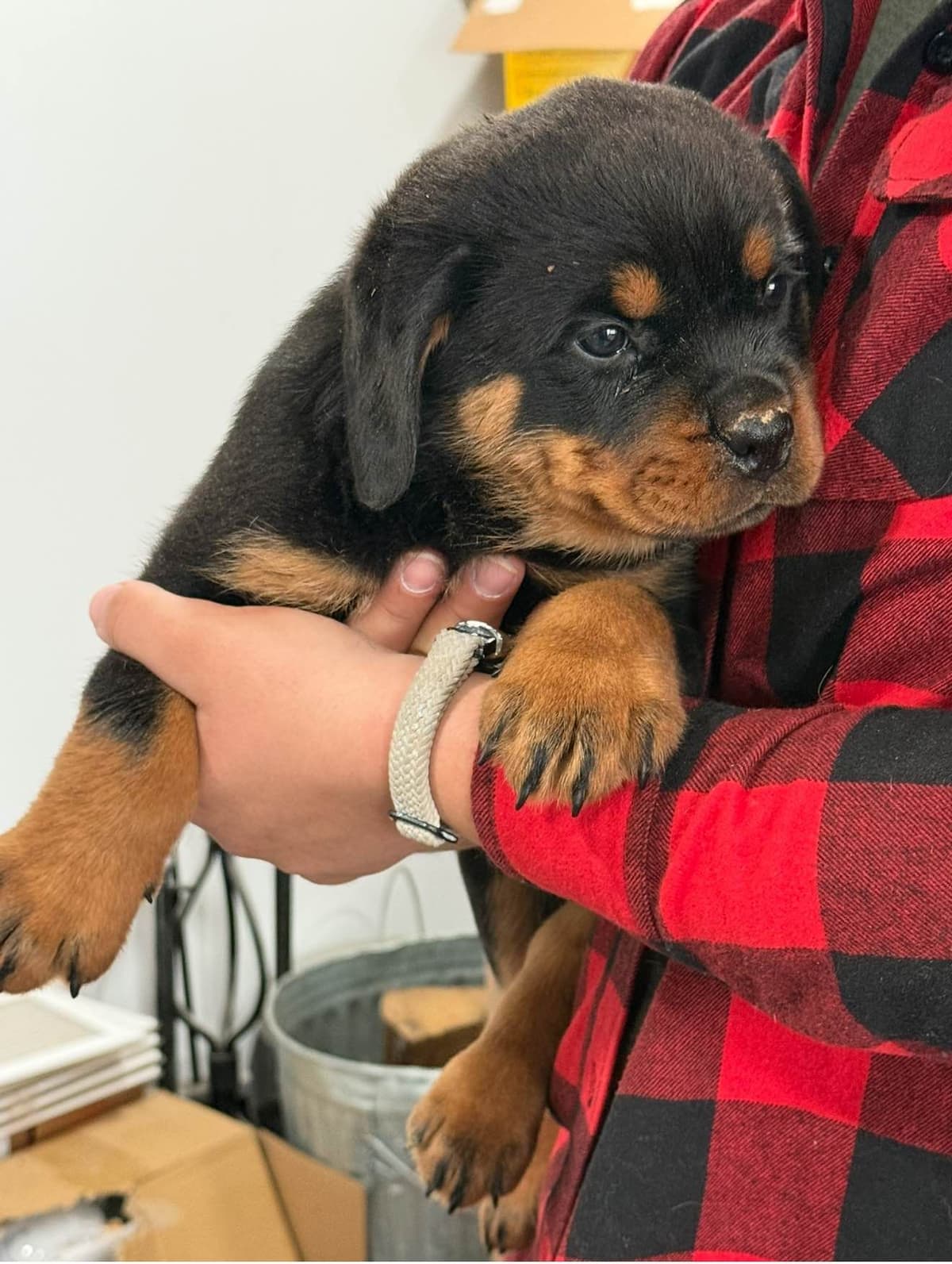 Rottweiler Puppies for sale breeder image 6