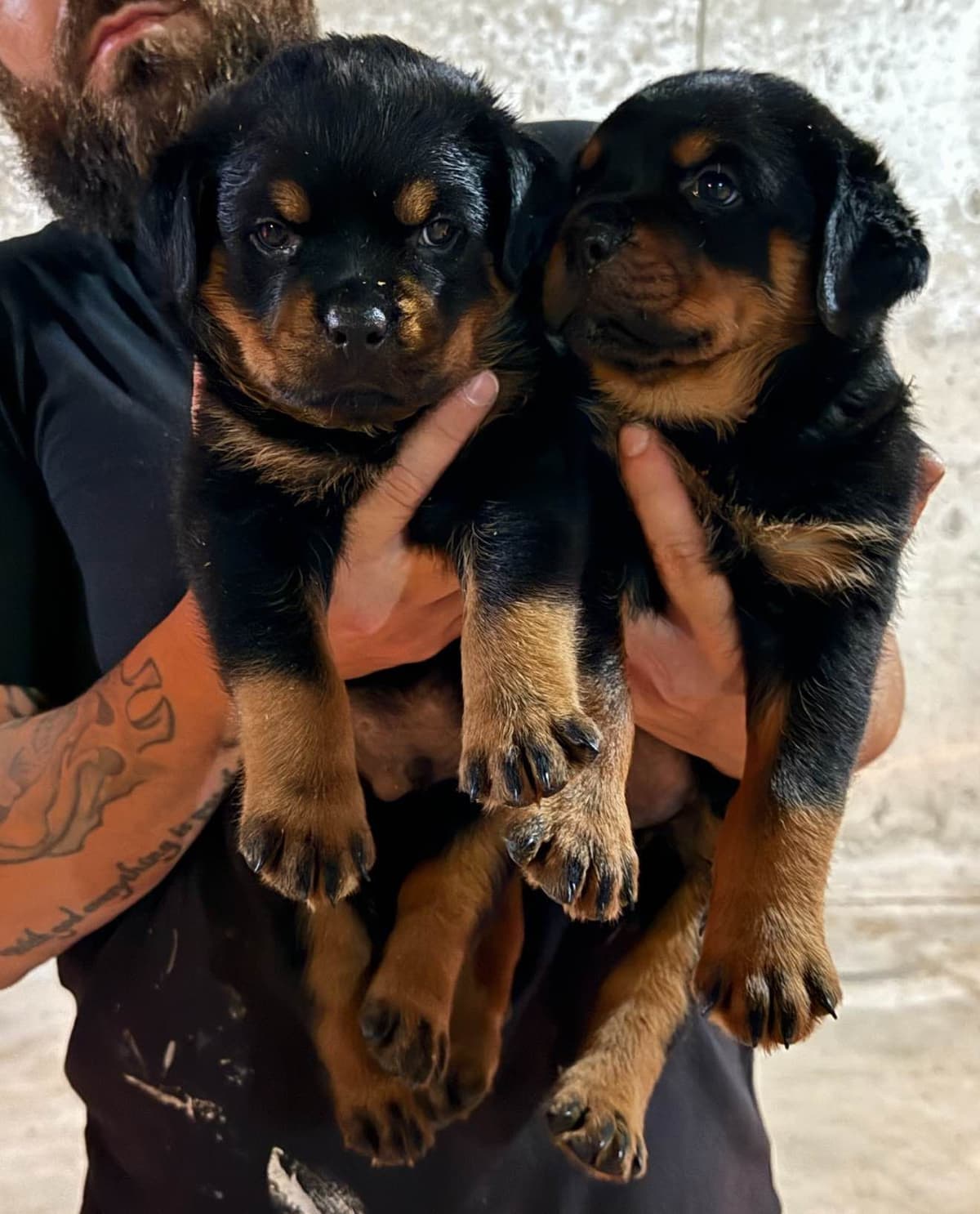 Rottweiler Puppies for sale breeder image 8