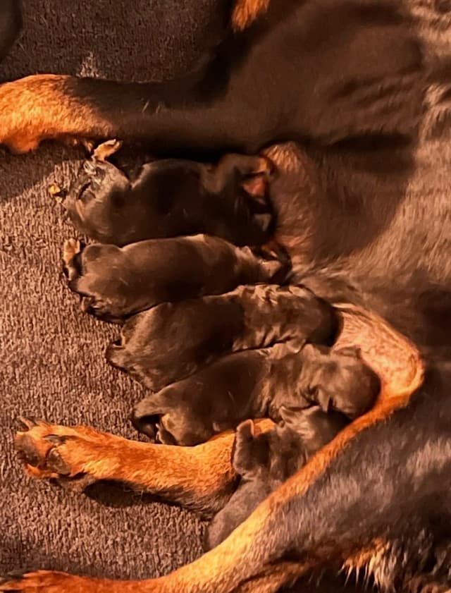 Rottweiler Puppies for sale media 2