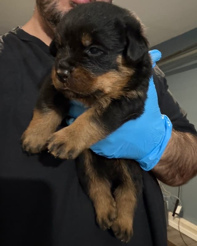 Rottweiler Puppies for sale media 4