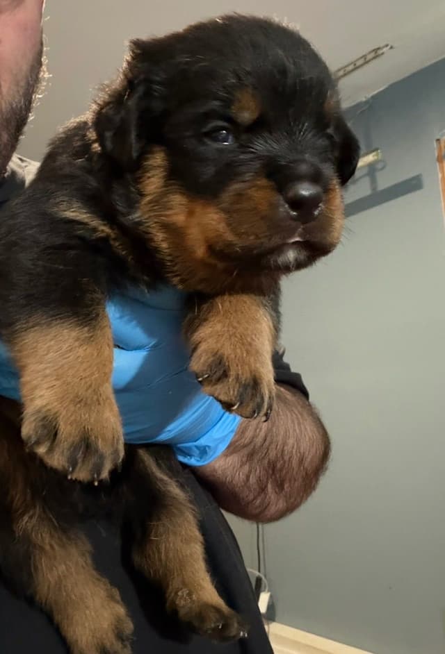 Rottweiler Puppies for sale media 6