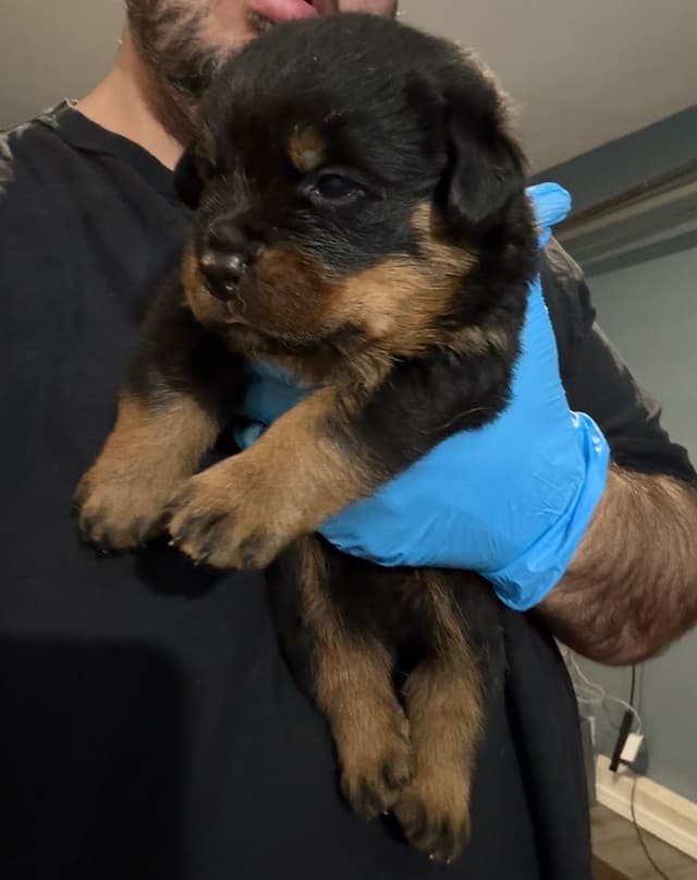 Rottweiler Puppies for sale media 7