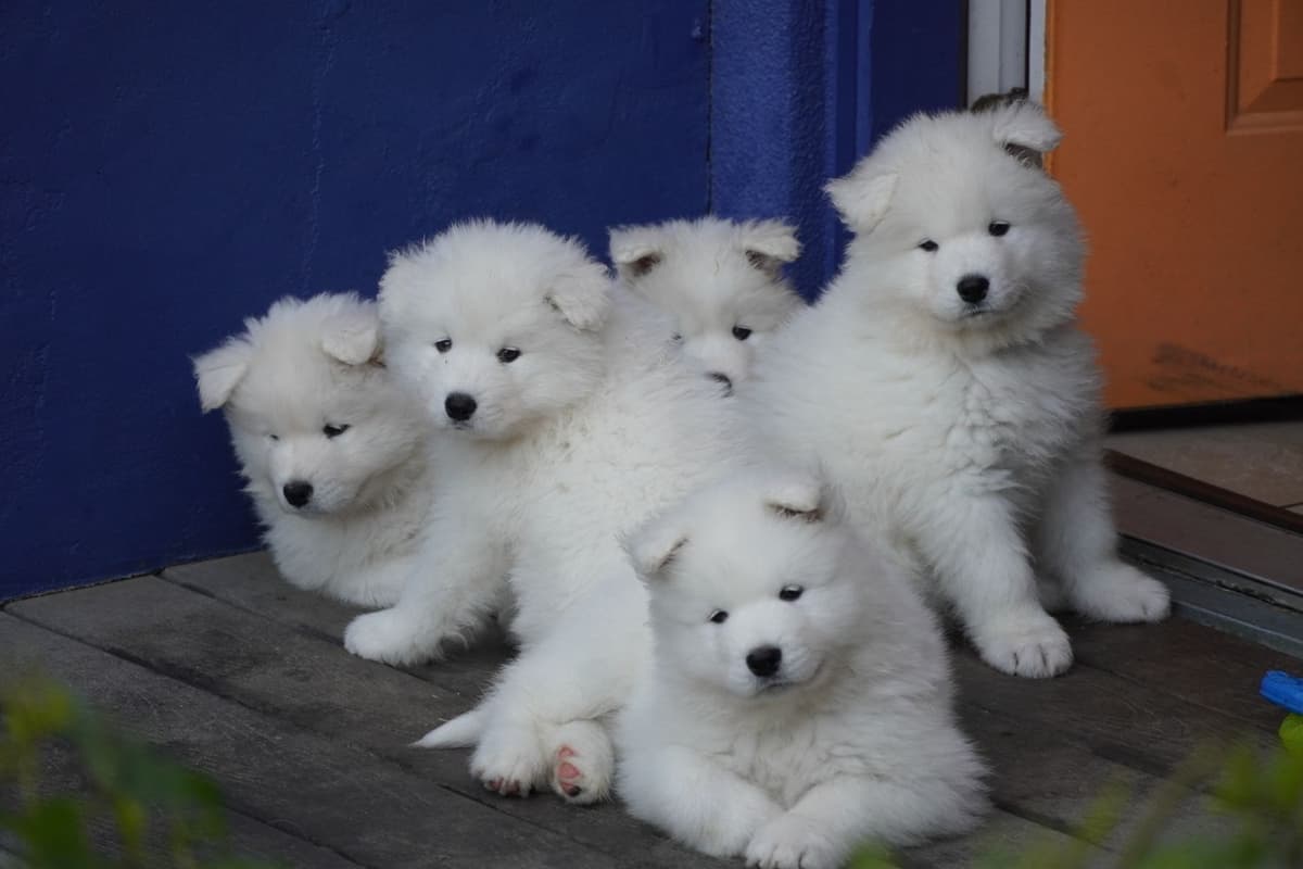Samoyed Puppies breeder image 1