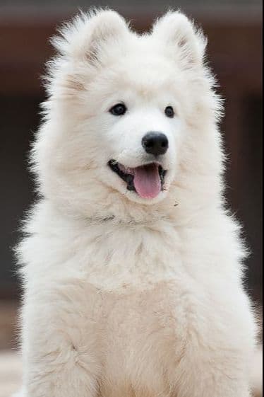 Samoyed Puppies breeder image 2