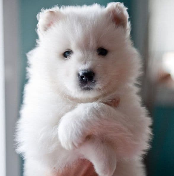 Samoyed Puppies breeder image 3