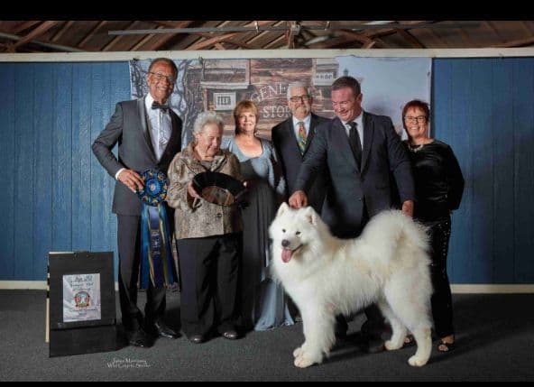 Samoyed Puppies breeder image 5