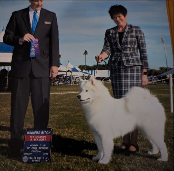 Samoyed Puppies breeder image 6