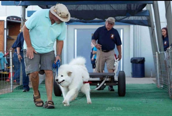 Samoyed Puppies breeder image 4