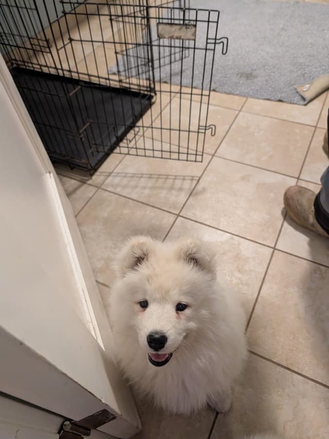 Samoyed Puppies media 2