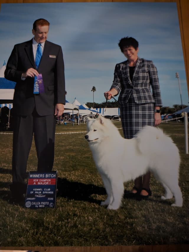 Samoyed Puppies media 3