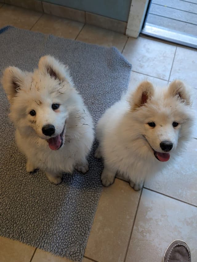 Samoyed Puppies media 4