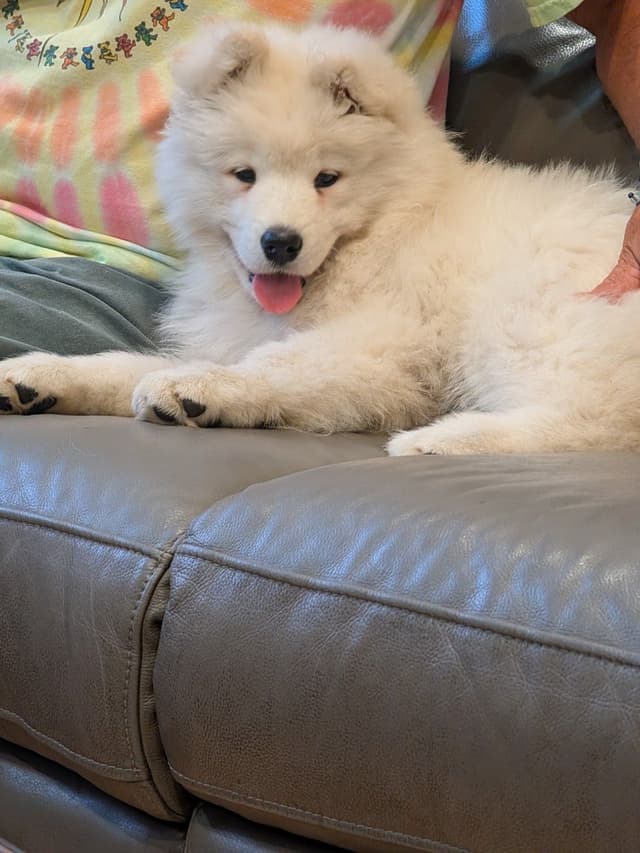 Samoyed Puppies media 6