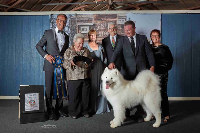 Samoyed Puppies media 7