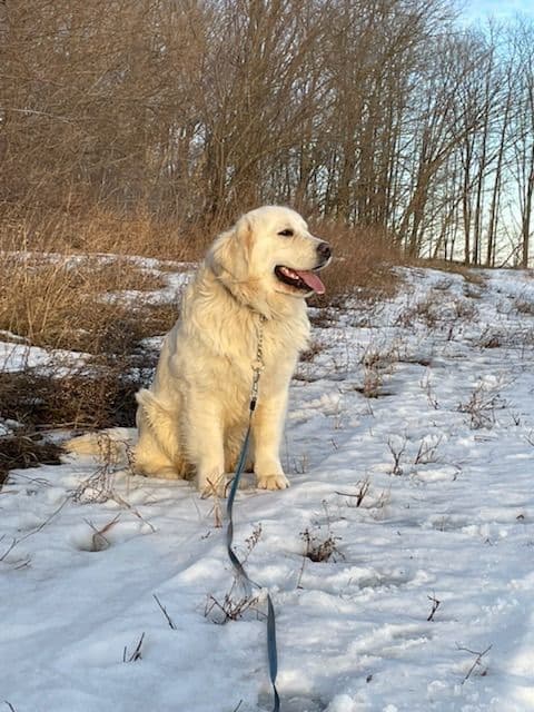 English Cream Golden Retriever Puppies breeder image 1