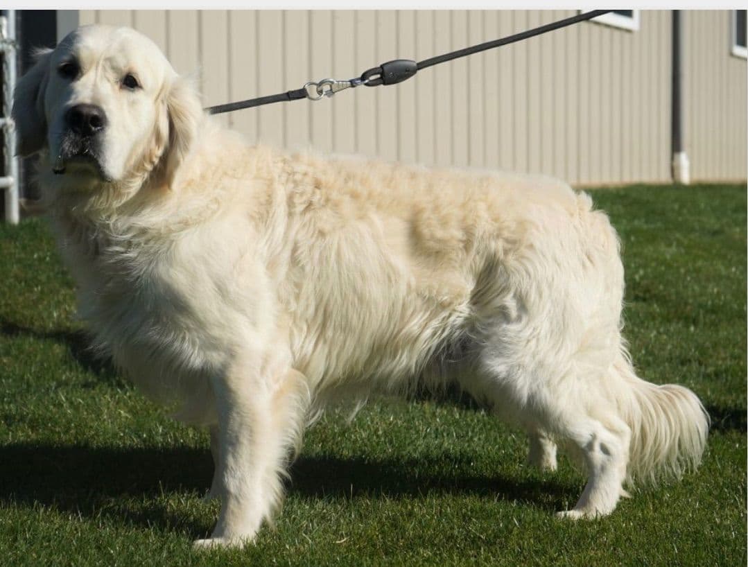 English Cream Golden Retriever Puppies breeder image 2
