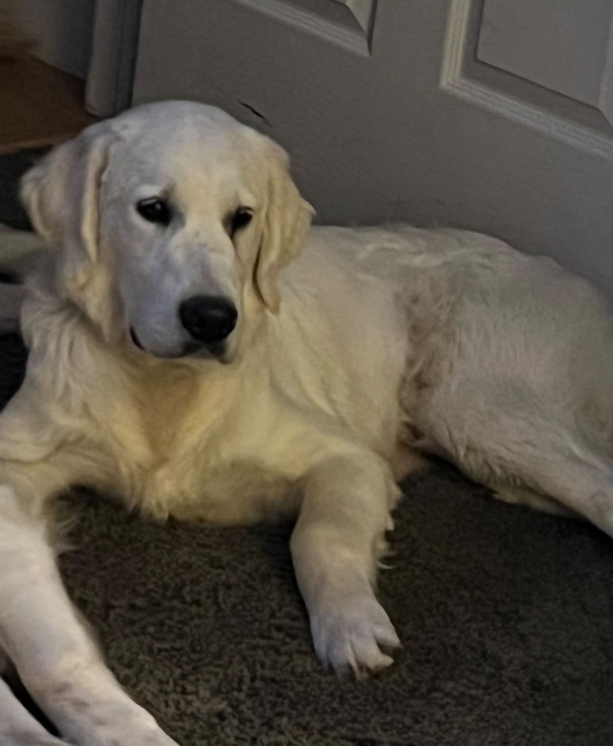 English Cream Golden Retriever Puppies breeder image 3