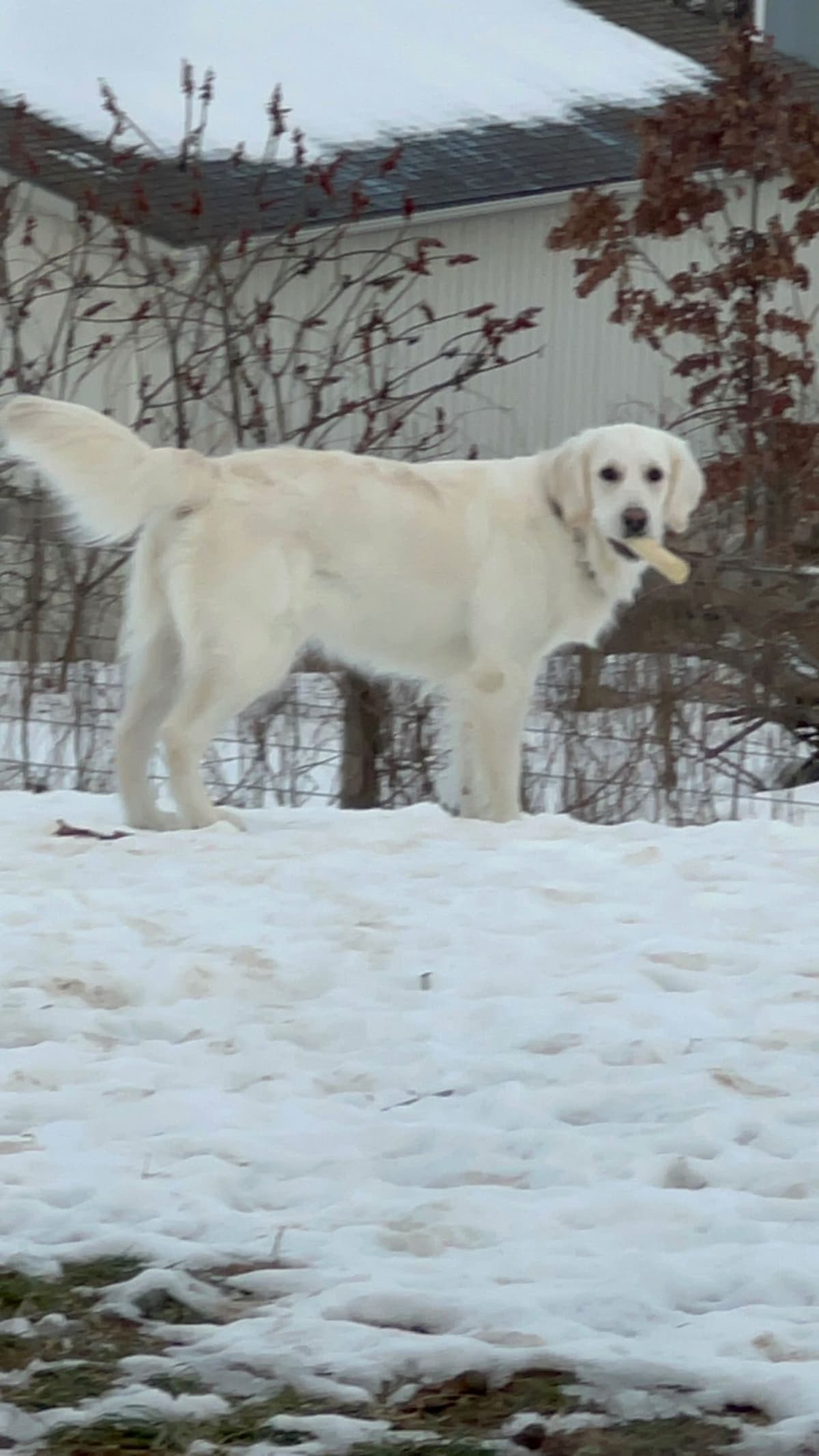 English Cream Golden Retriever Puppies breeder image 4