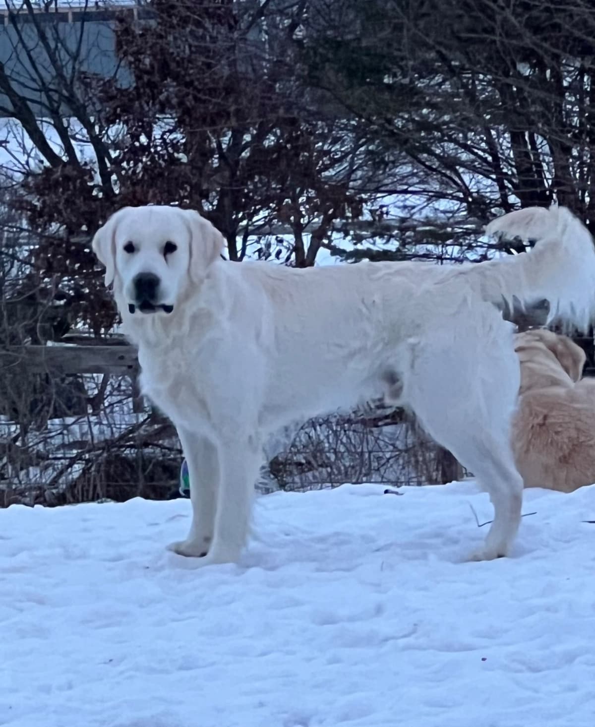 English Cream Golden Retriever Puppies breeder image 6
