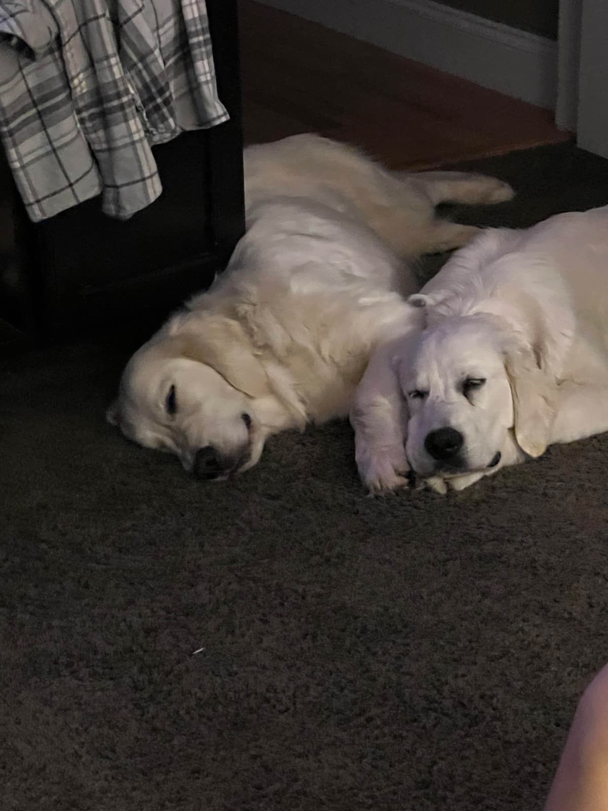 English Cream Golden Retriever Puppies breeder image 7