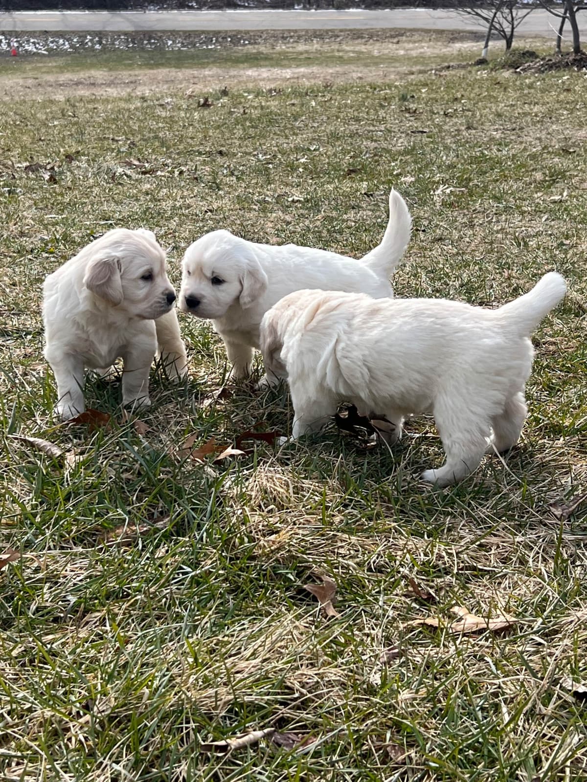 English Cream Golden Retriever Puppies breeder image 8