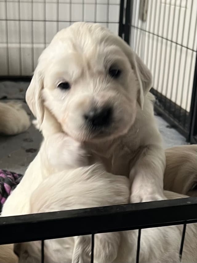 English Cream Golden Retriever Puppies media 2