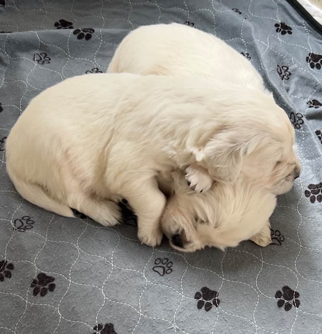 English Cream Golden Retriever Puppies media 3