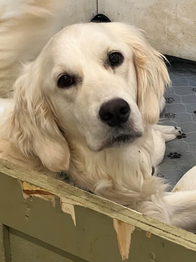 English Cream Golden Retriever Puppies media 7