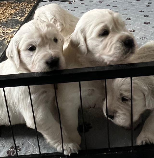 English Cream Golden Retriever Puppies media 4