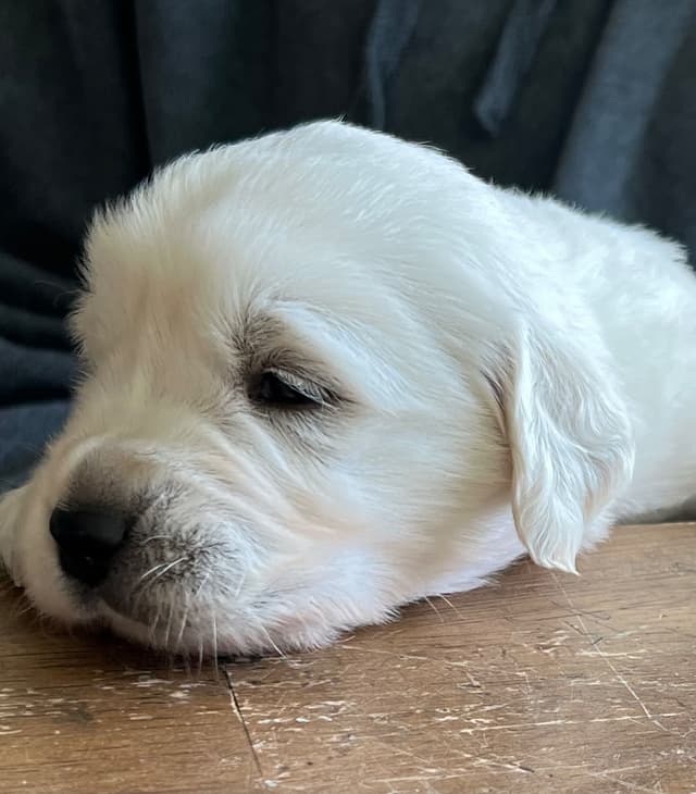 English Cream Golden Retriever Puppies media 5