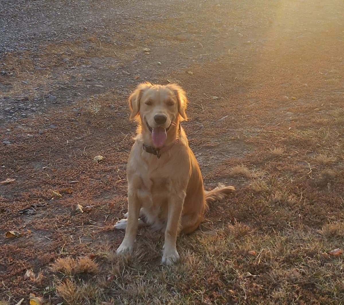 Golden Retriever Beautiful Healthy Puppies breeder image 1