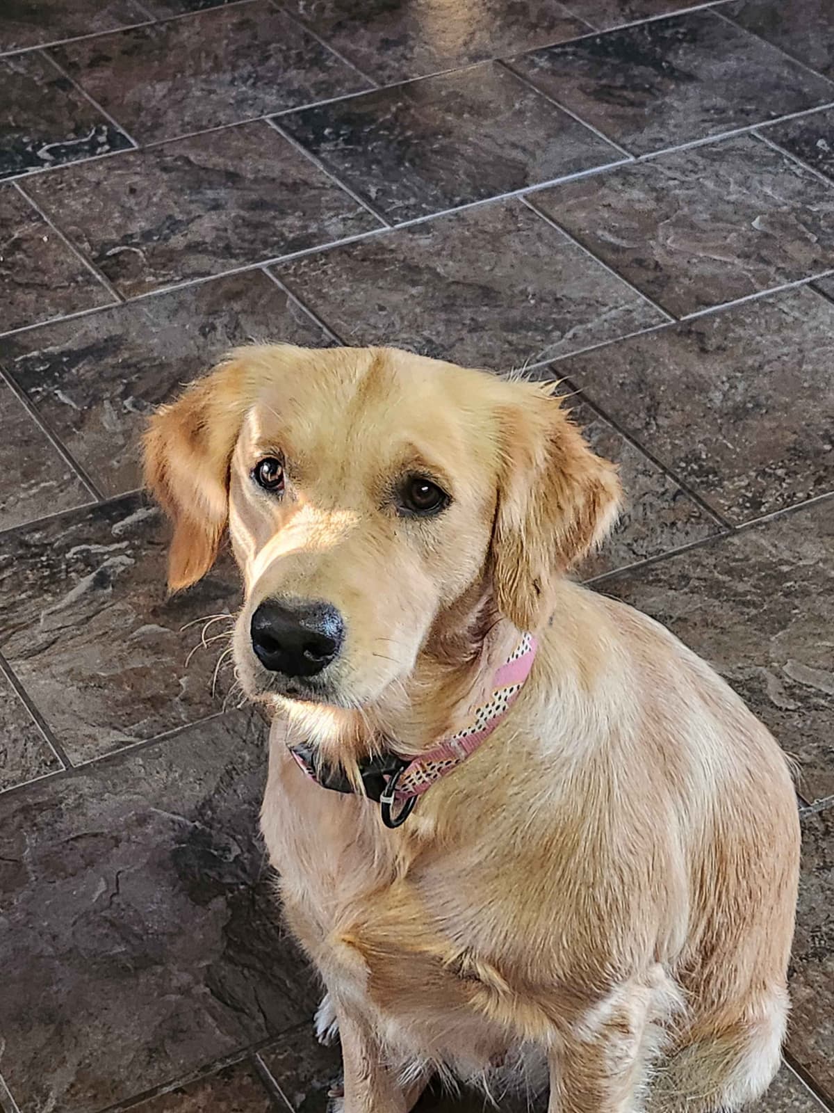 Golden Retriever Beautiful Healthy Puppies breeder image 3