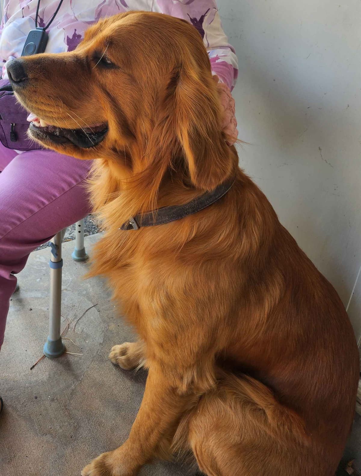 Golden Retriever Beautiful Healthy Puppies breeder image 2
