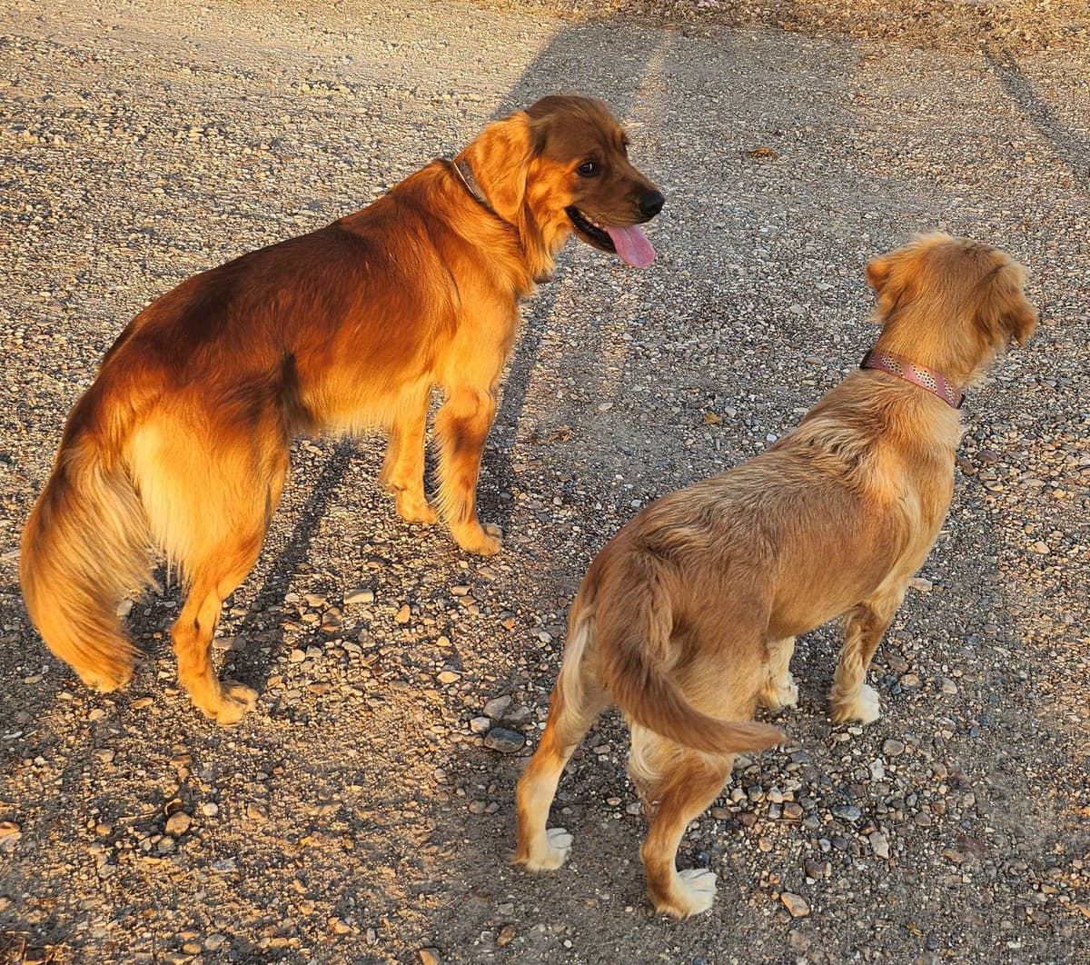 Golden Retriever Beautiful Healthy Puppies breeder image 4
