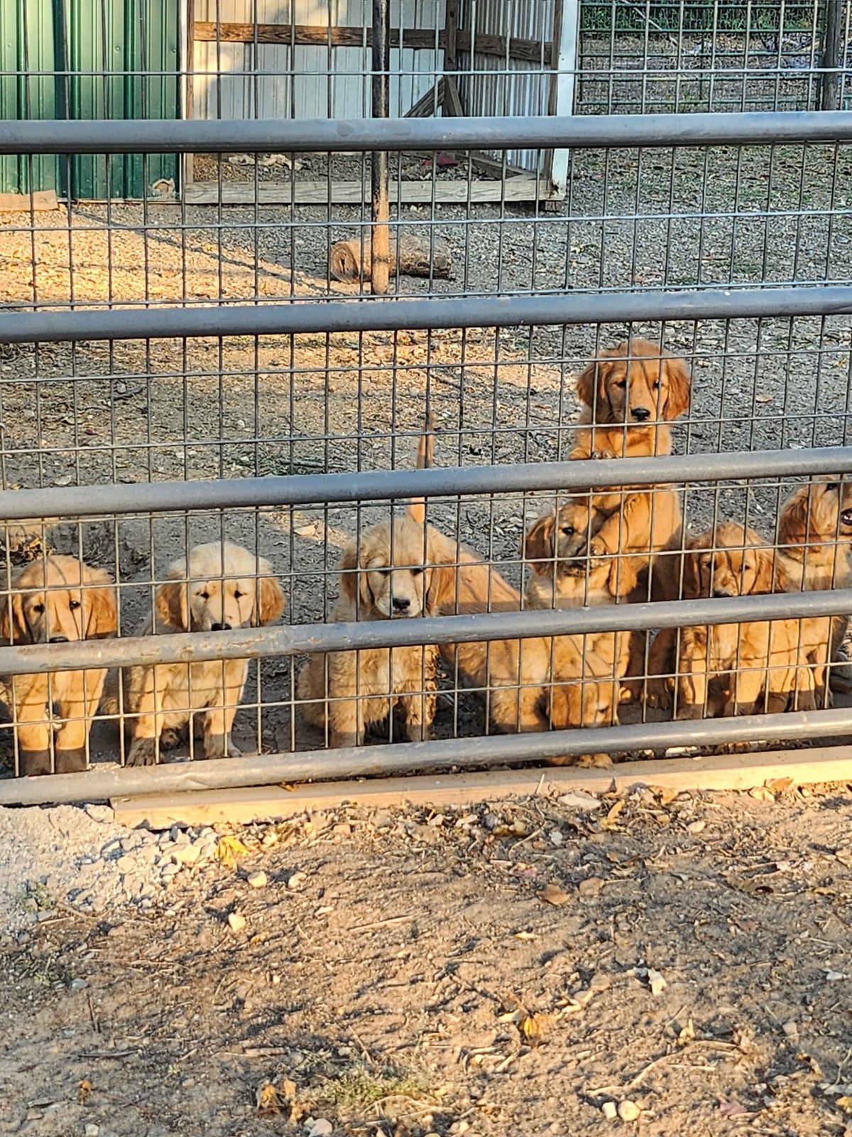 Golden Retriever Beautiful Healthy Puppies breeder image 5