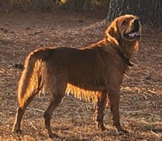 Golden Retriever Beautiful Healthy Puppies breeder image 6