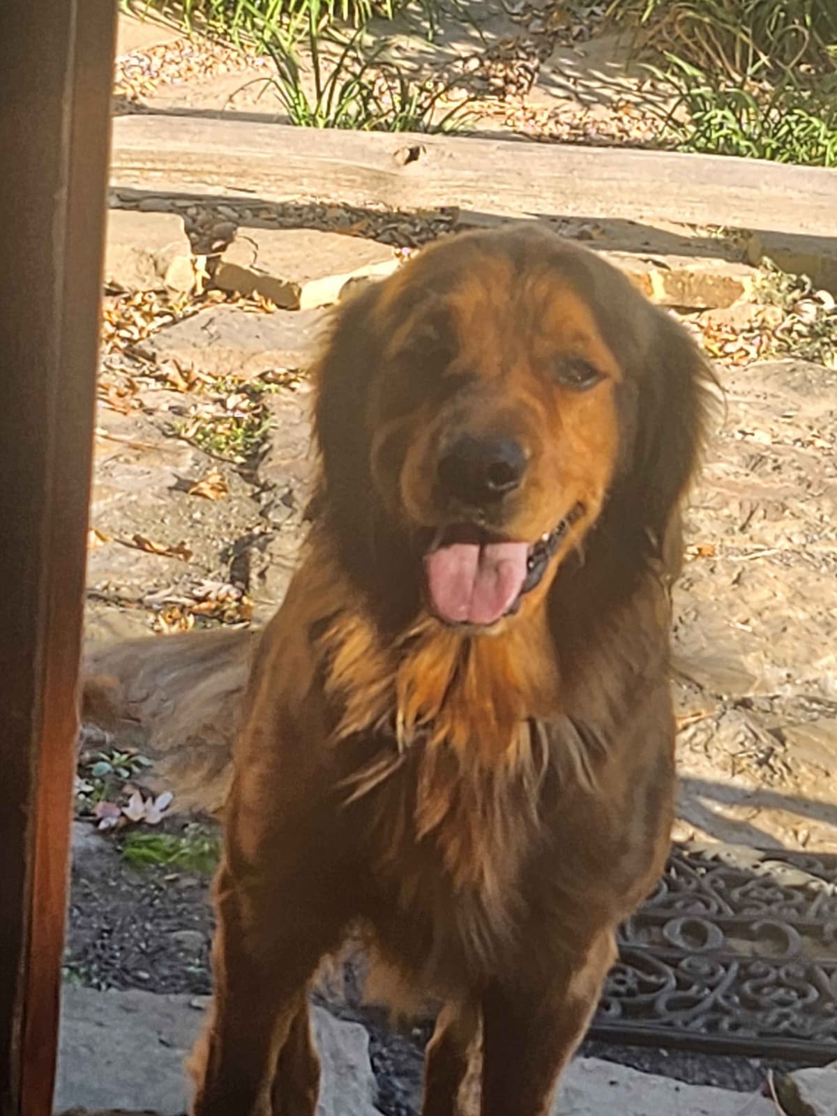 Golden Retriever Beautiful Healthy Puppies breeder image 8