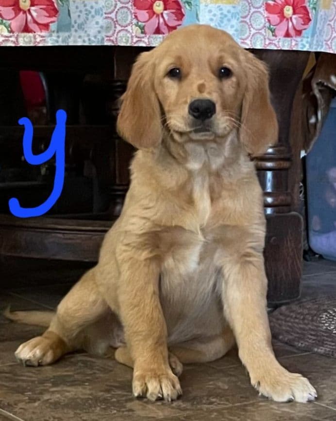 Golden Retriever Beautiful Healthy Puppies breeder image 11