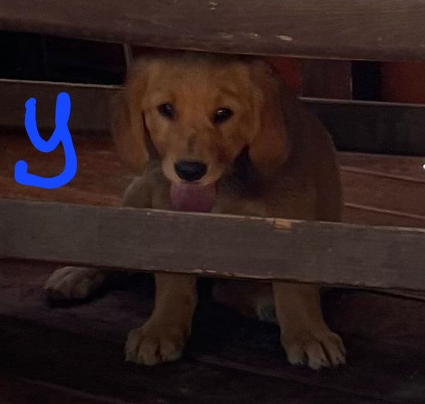 Golden Retriever Beautiful Healthy Puppies breeder image 10
